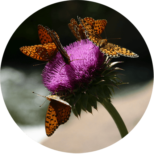 Purple Monarch Butterfly Sticker